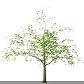 Tall Arbor Featuring Green Leaves Lush Foliage And Full Canopy Structure