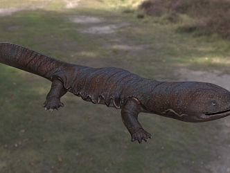 Giant salamander giant salamander giant salamander mermaid child fish foot fish crow fish wax dog animal 3d model