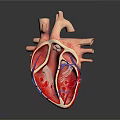 Human Chest Organ Heart 3D Model Showing Internal Structure Blood Vessels Red Blue Sections