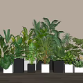 Various Potted Plants in Black and White Square Pots with Light Walls and Wood Floors