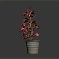 Vibrant Potted Plant with Red and Yellow Leaves in Gray Ceramic Pot