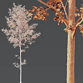 Arbor Trees With Green Leaves Slender Trunk And Thick Textured Bark Appearance
