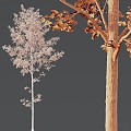 HQ Plant Alnus Glutinosa03 3d model