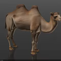 Camel with two humps standing on dark background in detailed realistic appearance