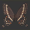 Red Brown Butterfly With White Spots Orange Blue Eyespots And Stripes On Reflective Background