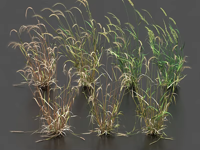 Grass Crops in Different Growth Stages with Green and Brown Foliage 3d model