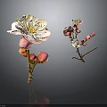 Plum Blossom Plant With White Flowers Pink Buds And Branches