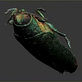 Shiny Metallic Green Beetle With Red Orange Tail Isolated On Gray Background