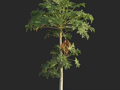 Lush Green Tree With Dense Foliage And Straight Trunk Structure 3d model