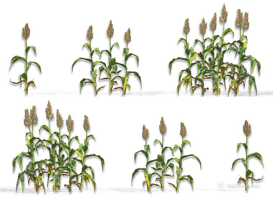 Sorghum Crop Plants with Green Leaves and Mature Spikes in Various Growth Stages 3d model 
