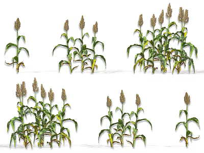 Sorghum Crop Plants with Green Leaves and Mature Spikes in Various Growth Stages 3d model