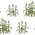 Sorghum Crop Plants with Green Leaves and Mature Spikes in Various Growth Stages