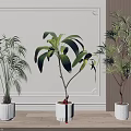 Potted Bonsai Plants With Different Varieties Large Green Leaves In White Indoor Pots