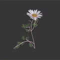 White Daisy Flower in Vase with Yellow Center Green Stem Leaves on Dark Background