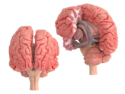 brain tissue brain tissue brain pulp hippocampus diencephalon telencephalon 3d model