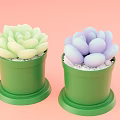 Succulent Potted Plants Green Lotus and Purple Egg Shaped in Green Pots on Pink Background