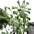 Lush Green Plants With White Flowers And Rocks