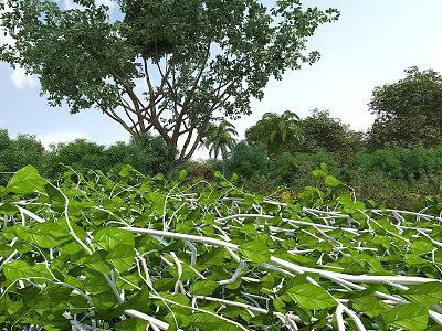 Crops with Lush Green Leaves and White Stems Surrounded by Trees Under Blue Sky 3d model