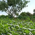 Crops with Lush Green Leaves and White Stems Surrounded by Trees Under Blue Sky