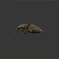 Flying Rhinoceros Beetle With Horned Head Shiny Dark Shell On Gray Background