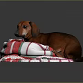 Brown Dachshund Lying On Cozy Red White Green Striped Blanket