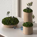 Modern Decorative Bonsai Planters On White Table With Window Blinds Various Shapes Green Foliage