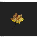 Vibrant Autumn Maple Leaf With Yellow Orange Hues Against Blue Background
