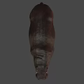 Realistic Hippopotamus 3D Character Model for Game and Film Projects