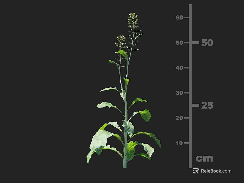 Crop Plant Growth Structure With Height Measurement at 50 cm and 25 cm 3d model 