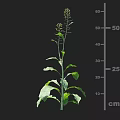 Crop Plant Growth Structure With Height Measurement at 50 cm and 25 cm