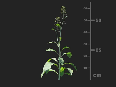 Crop Plant Growth Structure With Height Measurement at 50 cm and 25 cm 3d model