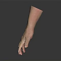 Realistic Human Hand Model Featuring Detailed Skin Texture and Lifelike Fingers