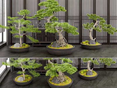 Multiple Bonsai Trees In Ceramic Pots With Decorative Stones And Wooden Screen Background 3d model