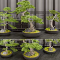 Multiple Bonsai Trees In Ceramic Pots With Decorative Stones And Wooden Screen Background