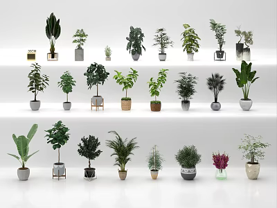 Various Indoor Potted Plants of Different Types on Multiple Shelves with Green Leaves 3d model