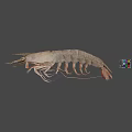 Fresh Raw Whole Shrimp Seafood Ingredient for Home Cooking Dishes