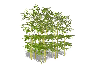 Natural Green Bamboo Grove Scenery with Tall Stems and Lush Leaves 3d model