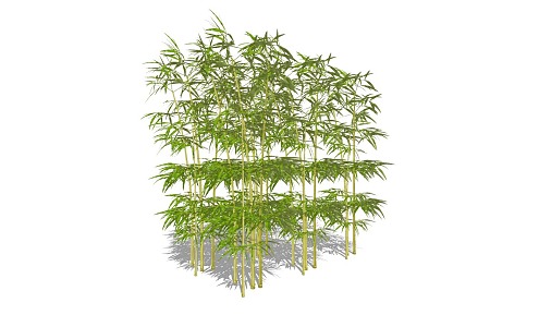 Bamboo 3d model