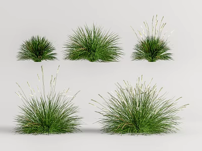 Different Forms of Green Grasses with Slender Leaves and White Spikelet Flowers 3d model