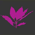 Fresh Vibrant Green Leafy Plant With Multiple Leaves On Dark Background
