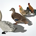 modern poultry duck 3d model