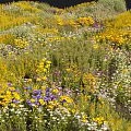 Vibrant Mixed Flowers And Lush Green Plants In Natural Meadow Scene
