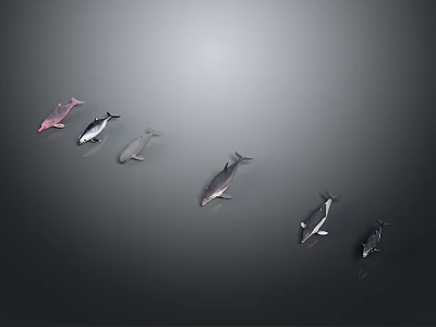 Different Colored Aquatic Animals Swimming in a Line Against Gray Background 3d model