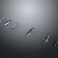 Different Colored Aquatic Animals Swimming in a Line Against Gray Background