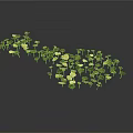 Small Green And Yellow Leaf Plants In Flowing Wave Like Arrangement On White Background