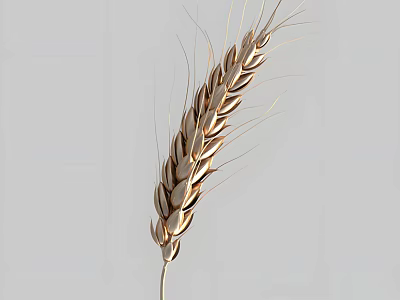 Golden Ripe Wheat Ear Close Up View Of Agricultural Crop Texture 3d model