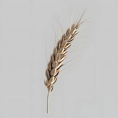 Golden Ripe Wheat Ear Close Up View Of Agricultural Crop Texture 3d model