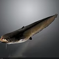 Fresh Whole Catfish With Open Mouth And Shiny Body On Dark Gradient Background