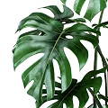 Potted Monstera Plant With Large Leaves In Gray Bag And Close Up Leaf Texture