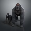 Realistic Adult and Baby Gorillas Standing 3D Render on Gray Background